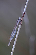 Common winter Damselfly (Sympecma) at rest, Lesvos, Lesbos, Greece, April