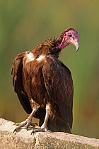 Hooded vulture (Necrosyrtes monachus) Gambia, January
