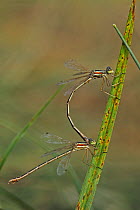 Southern emerald damselfly or Migrant spreadwing (Lestes barbarus) mating pair, Bulgaria, September