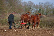 Traditional Horse ploughing, Gressenhall, Norfolk, UK, March 2010