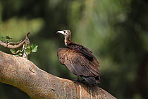 Hooded vulture (Necrosyrtes monachus) sitting in tree, The Gambia January