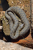 Viperine snake (Natrix maura) Sierra de Andújar Jaén, Andalucia, Spain, April