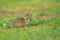 European souslik or Ground squirrel (Spermophilus citellus) Dobrogea, Romania, May