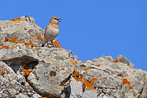 Isabelline wheatear (Oenanthe isabellina) calling, Lesvos, Lesbos, Greece, April