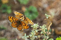 Knapweed butterflies (Melitaea phoebe) Bulgaria, September