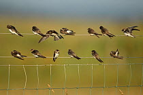 Sand martins (Riparia rioaria) perched on wire fence, Cley NWT, Norfolk, UK, July