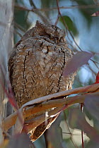 Scops owl (Otus scops) asleep in tree, Lesvos, Lesbos, Greece, April