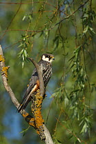 Hobby (Falco subbuteo) perched in tree, Dobrogea Tulcea, Danube Delta, Romania, May