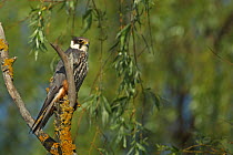 Hobby (Falco subbuteo) perched in tree, Dobrogea Tulcea, Danube Delta, Romania