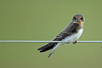 Sand martin (Riparia rioaria) perched on wire, Cley NWT, Norfolk, UK, July