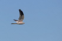 Montagu's harrier in flight (Circus pygargus) La Serena Steppes Badajoz Extremadura, Spain, March