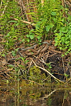 Grass snakes (Natrix natrix) male and female beside water, Dobrogea Tulcea, Danube Delta, Romania, May