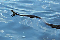 Grass snake (Natrix natrix) swimming at surface, Dobrogea Tulcea, Danube Delta, Romania, May