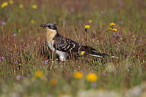 Great spotted cuckoo (Clamator glandarius) La Serena Steppes Badajoz, Extremadura, Spain, March