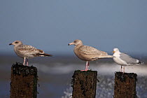 Glaucous gulls (Larus hyperboreus) Sheringham Norfolk, UK, February