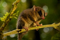 Long-tailed Pygmy-Possum (Cercartetus c.f. caudatus). Possible new species for the Foja Mountains. Foja Mountains, Papua, Indonesia, 2007.