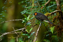 Wattled Smoky Honeyeater (Melipotes carolae). New species of bird discovered in the Foja Mountains in 2005 by Bruce Beehler. Foja Mountains, Papua, Indonesia, 2007.