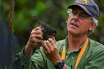 Bruce Beehler with a captured Wattled Smoky Honeyeater (Melipotes carolae), a new species of bird he discovered in the Foja Mountains, 2005. Foja Mountains, Papua, Indonesia, 2007.