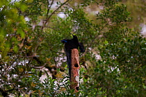 Male Black Sicklebill (Epimachus fastosus) on his display perch. Foja Mountains, Papua, Indonesia, 2007.