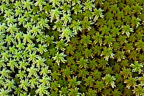Close-up of moss fronds. Foja Mountains, Papua, Indonesia, 2007.
