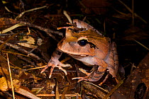 Arfac Cannibal Frog (Lechriodus platyceps). Foja Mountains, Papua, Indonesia, 2007.