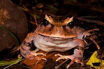 Portrait of Arfak Cannibal Frog (Lechriodus platyceps) found in the Foja Mountains. Foja Mountains, Papua, Indonesia, 2007.