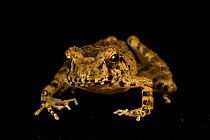 Frog (Platymantis papuensis). Foja Mountains, Papua, Indonesia, 2008. (taken during Conservation International Rapid Assessment Program expedition)