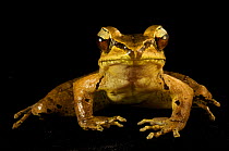 Portrait of a Frog (Rana / Papurana grisea). Foja Mountains, Papua, Indonesia, 2008. (taken during Conservation International Rapid Assessment Program expedition)