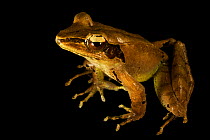 Portrait of a Frog (Rana / Papurana grisea). Foja Mountains, Papua, Indonesia, 2008. (taken during Conservation International Rapid Assessment Program expedition)