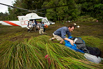 Foja Mountains expedition members unload the helicopter and hold down gear from being blown away by the helicopters downdraught. Foja Mountains, Papua, Indonesia, 2008. (taken during Conservation Inte...