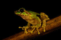 Tree frog (Litoria arfakiana), found at 1650 m altitude. Foja Mountains, Papua, Indonesia, 2008. (taken during Conservation International Rapid Assessment Program expedition)