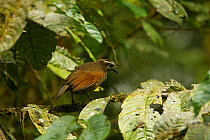 Berlepschi's Parotia Bird of Paradise (Parotia berlepschi) female found at 1650 m elevation. Endemic species to the Foja Mountains, Papua, Indonesia, 2008. (taken during Conservation International Rap...