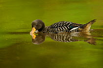 Salvadori's Teal (Salvadorina waigiuensis) on pond at 1650 m in the Foja Mountains. This is a rare duck found only in the mountains of New Guinea. Foja Mountains, Papua, Indonesia, 2008. (taken during...