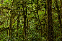 Moss covered branches in the montane rainforest of the Foja Mountains at approximately 1700 m. Foja Mountains, Papua, Indonesia, 2008. (taken during Conservation International Rapid Assessment Program...