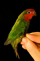 Parakeet. Unidentified, possible a new species (Myiopsitta sp.). Captured in the Foja Mountains at 1650 m. Foja Mountains, Papua, Indonesia, 2008. (taken during Conservation International Rapid Assess...