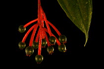 Hanging fruits of a Melastome (Melastomataceae family) shrub, Foja Mountains at approx 1650 m. Papua, Indonesia, 2008. (taken during Conservation International Rapid Assessment Program expedition)