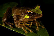 Tree frog (Litoria arfakiana), found at 1650 m altitude. Foja Mountains, Papua, Indonesia, 2008. (taken during Conservation International Rapid Assessment Program expedition)