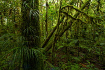 Montane rainforest understorey of the Foja Mountains at approximately 1700 m. Foja Mountains, Papua, Indonesia, 2008. (taken during Conservation International Rapid Assessment Program expedition)