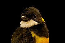 Portrait of a Regent Whistler (Pachycephala schlegelii) male captured at 1650 m in the Foja Mountains. Foja Mountains, Papua, Indonesia, 2008. (taken during Conservation International Rapid Assessment...