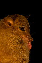 Blossom Bat (Syconycteris sp.). Possibly a new species present in the Foja Mountains and also widespread in the mountains of New Guinea but never described before now. Papua, Indonesia, 2008. (taken d...