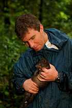 Dorcopsis (Dorcopsulis sp. nov.). Foja Mountains RAP expedition mammalogist Kris Helgen holding a new species of wallaby he has discovered. Papua, Indonesia, 2008. (taken during Conservation Internati...