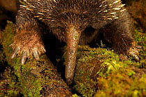 Long-beaked Echidna (Zaglossus bartoni) searching for insects. Endangered Species. Foja Mountains, Papua, Indonesia, 2008. (taken during Conservation International Rapid Assessment Program expedition)
