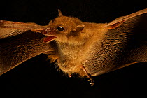 Blossom Bat (Syconycteris sp.). Possibly a new species present in the Foja Mountains and also widespread in the mountains of New Guinea but never described before now. Discovered by Kris Helgen. Papua...