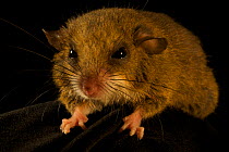 Mouse (Mus ? Apodemus ?). New, unidentified species found at 1650 m in the Foja Mountains. Papua, Indonesia, 2008. (taken during Conservation International Rapid Assessment Program expedition)