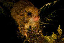 Mouse (Mus ? Apodemus ?). New, unidentified species found at 1650 m in the Foja Mountains. Papua, Indonesia, 2008. (taken during Conservation International Rapid Assessment Program expedition)