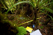 Golden-fronted Bowerbird (Amblyornis flavifrons) bower with research equipment. Foja Mountains, Papua, Indonesia, 2008. (taken during Conservation International Rapid Assessment Program expedition)