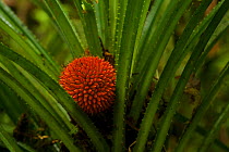 A fruiting Pandanus (Pandanus sp.) in the understory of the montane rainforest of the Foja Mountains at approximately 1900 m. Foja Mountains, Papua, Indonesia, November, 2008. (taken during Conservati...