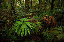 Fern species growing at 2050 m in the moss forest of the Foja Mountains. Foja Mountains, Papua, Indonesia, November 2008. (taken during Conservation International Rapid Assessment Program expedition)