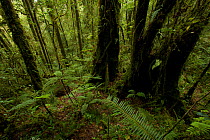 Interior view of the extremely mossy montane forest at approx 2050 m elevation in the Foja Mountains. Foja Mountains, Papua, Indonesia, 2008. (taken during Conservation International Rapid Assessment...