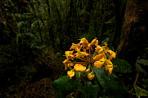 Rhododendron (Rhododendron sp.) growing at approx 2100 m in the Foja Mountains. Foja Mountains, Papua, Indonesia, 2008. (taken during Conservation International Rapid Assessment Program expedition)